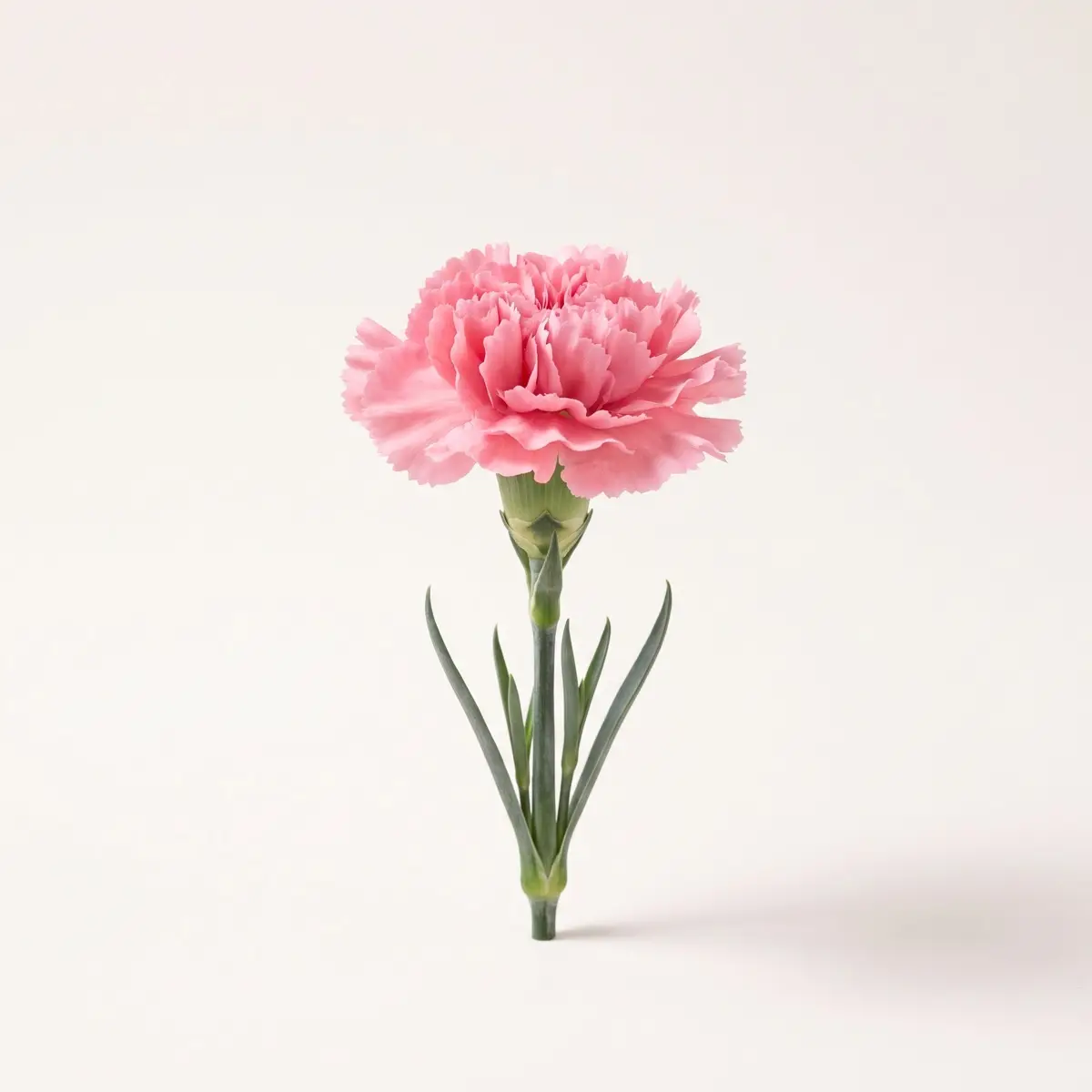 Carnations