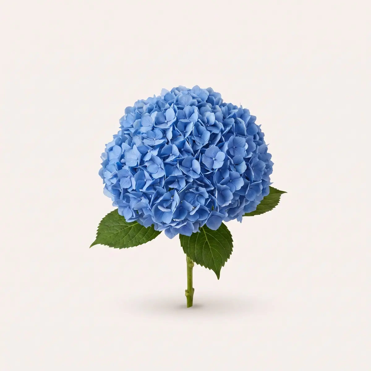 Hydrangea