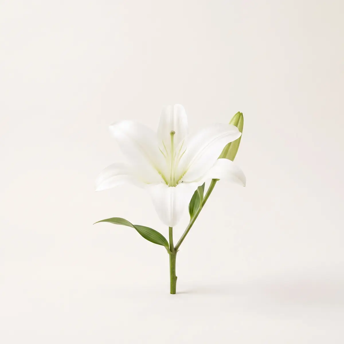 Lilies