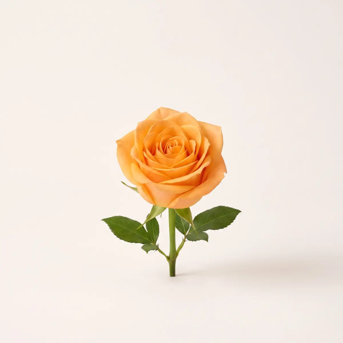 Orange Mix roses