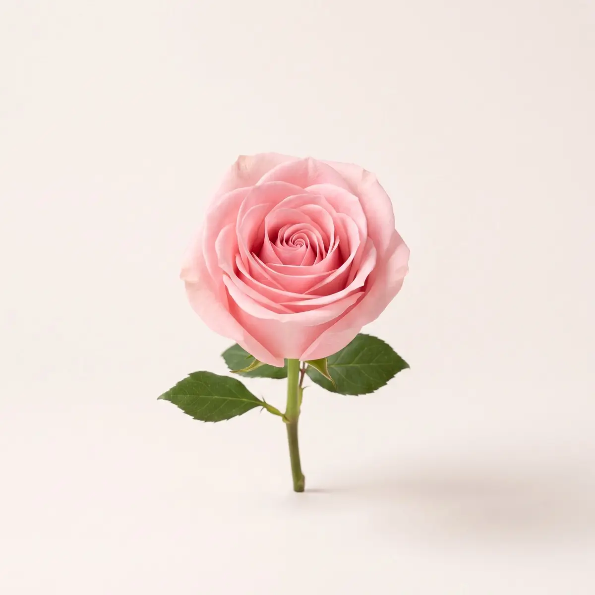 Pink roses