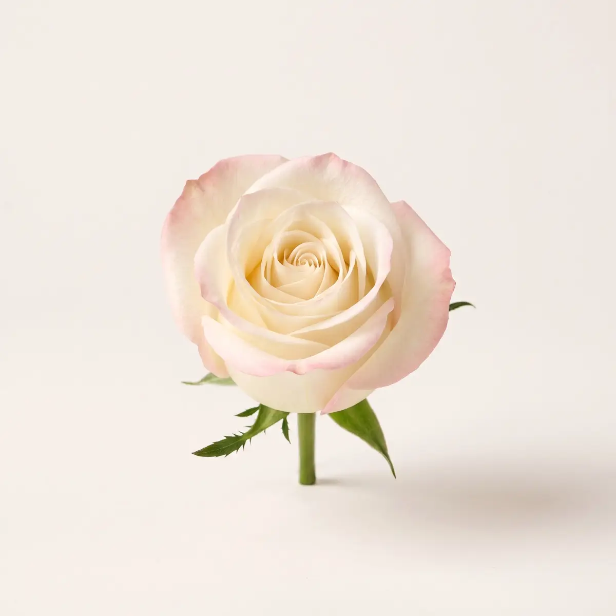 White + Pink Mix roses