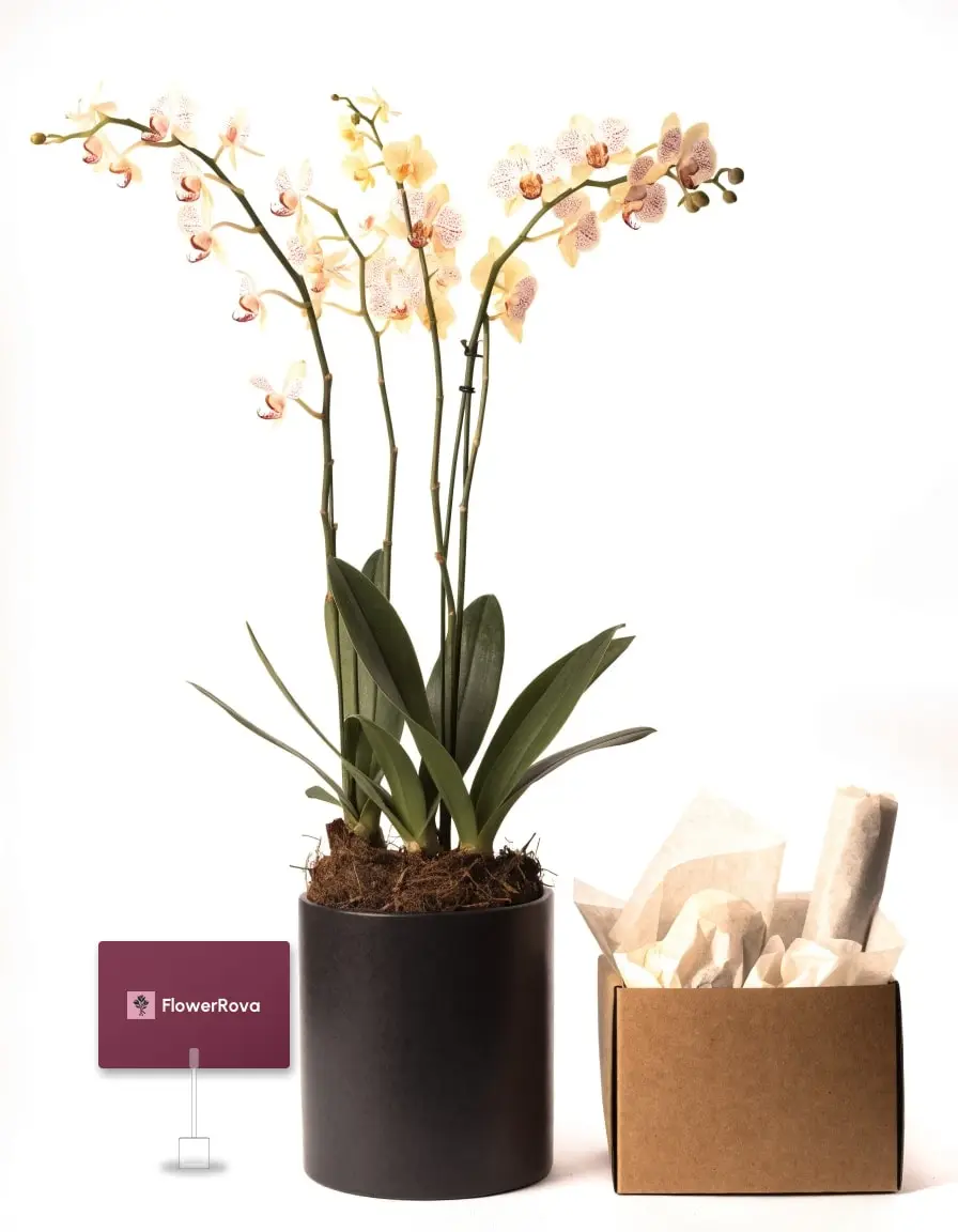 Potted dendrobium beside a gift hamper, product visualisation