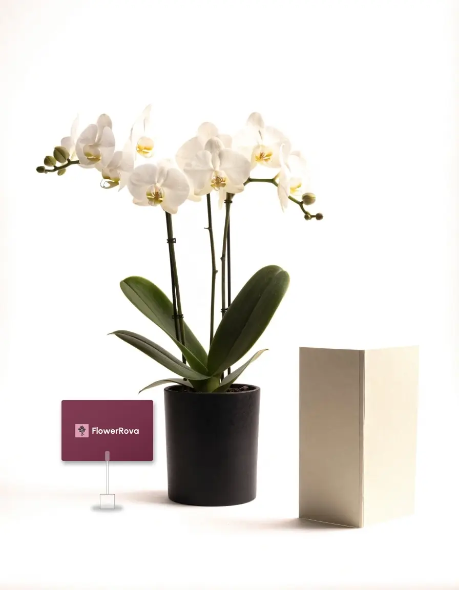 Potted white phalaenopsis beside a pop-up card, product visualisation